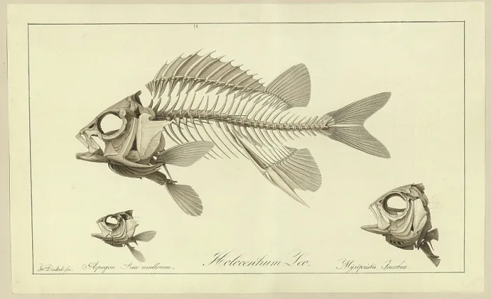 Framed Print : Holocentrum Leo; Apogon Rex multorum; Myrlpristis Jacobus Framed Print : Holocentrum Leo; Apogon Rex multorum; Myrlpristis Jacobus