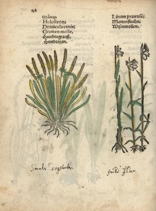 Framed Print : Holosteon or white plantain, Plantago albicans Framed Print : Holosteon or white plantain, Plantago albicans
