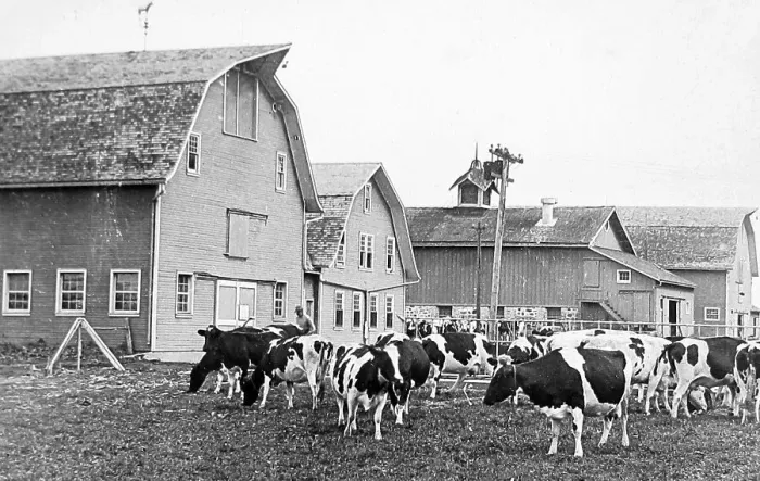 Framed Print : Holstein cattle Lakemills Wisconsin USA early 1900s Framed Print : Holstein cattle Lakemills Wisconsin USA early 1900s