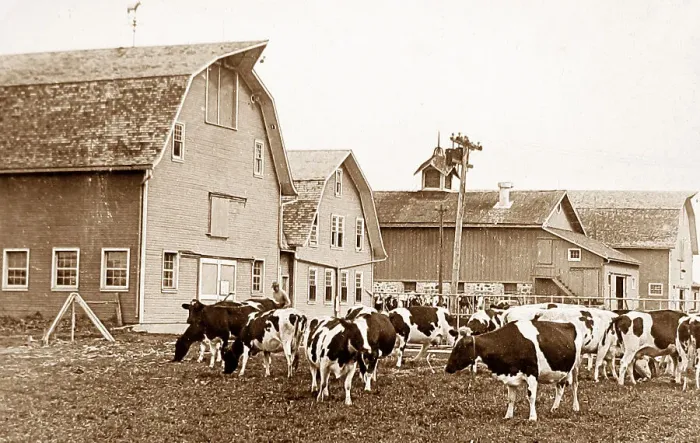Framed Print : Holstein cattle Lakemills Wisconsin USA early 1900s Framed Print : Holstein cattle Lakemills Wisconsin USA early 1900s