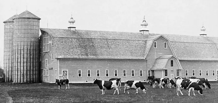 Framed Print : Holstein cattle Moorhead Minnesota USA early 1900s Framed Print : Holstein cattle Moorhead Minnesota USA early 1900s
