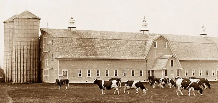 Framed Print : Holstein cattle Moorhead Minnesota USA early 1900s Framed Print : Holstein cattle Moorhead Minnesota USA early 1900s