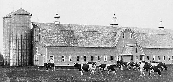Holstein cattle Moorhead Minnesota USA early 1900s