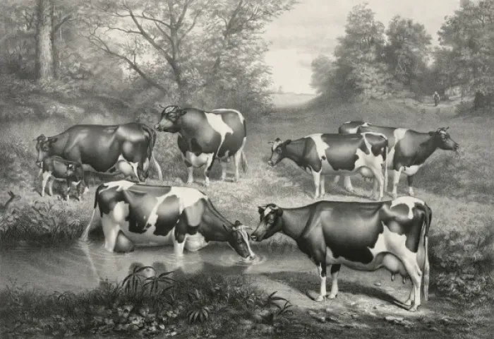 Framed Print : Holstein-Friesian cattle of the Brookbank herd. Iowa City, I Framed Print : Holstein-Friesian cattle of the Brookbank herd. Iowa City, I