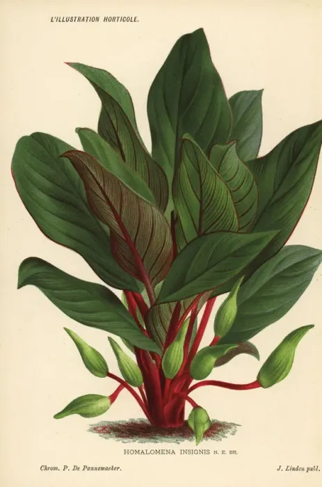 Framed Print : Homalomena insignis foliage plant Framed Print : Homalomena insignis foliage plant