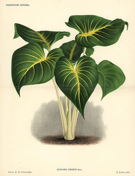 Homalomena lindenii (Alocasia lindeni). Chromolithograph by Pieter de Pannemaeker