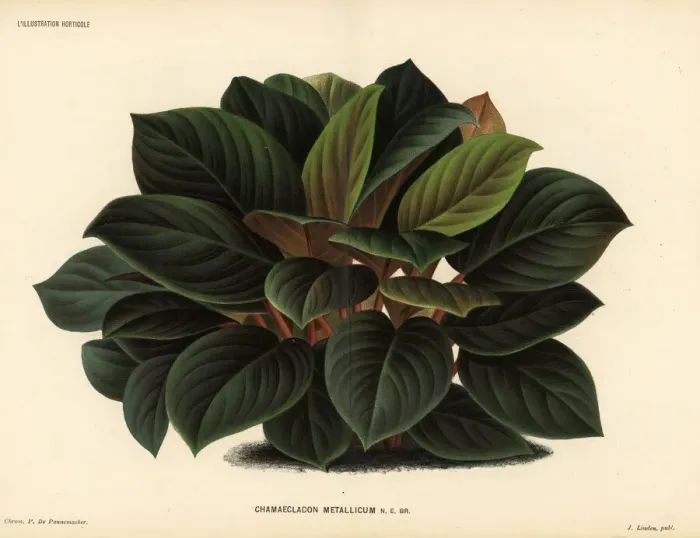 Framed Print : Homalomena metallica Framed Print : Homalomena metallica