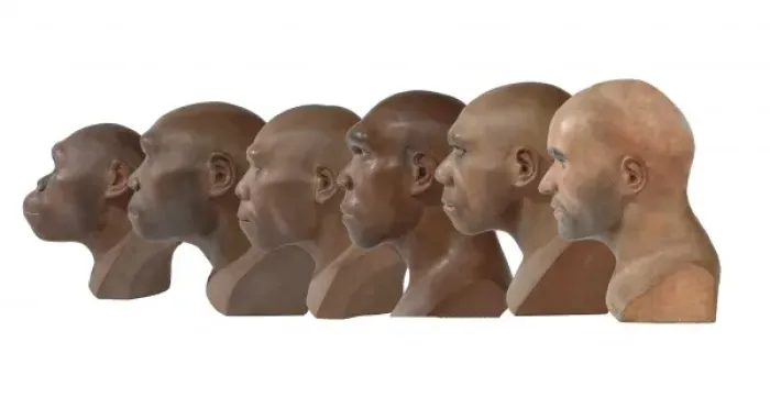 Framed Print : Hominid reconstructions in chronological order Framed Print : Hominid reconstructions in chronological order