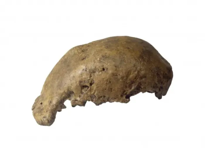 Framed Print : Homo erectus calotte (Trinil) Framed Print : Homo erectus calotte (Trinil)