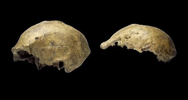 Homo erectus crania (Ngandong 1 & Trinil)