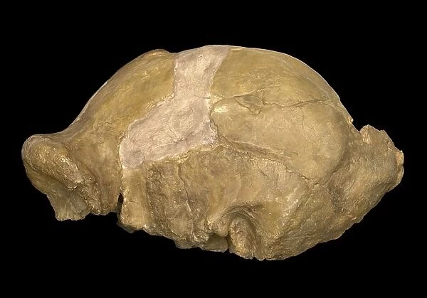 Homo erectus cranium (OH9)