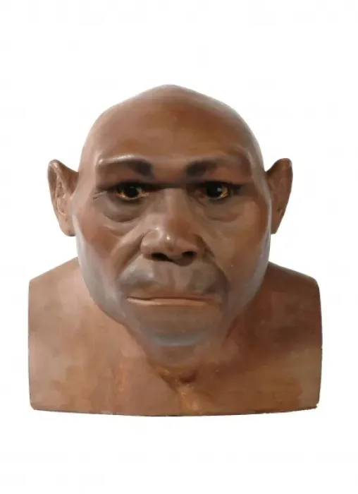 Framed Print : Homo erectus, Java man Framed Print : Homo erectus, Java man