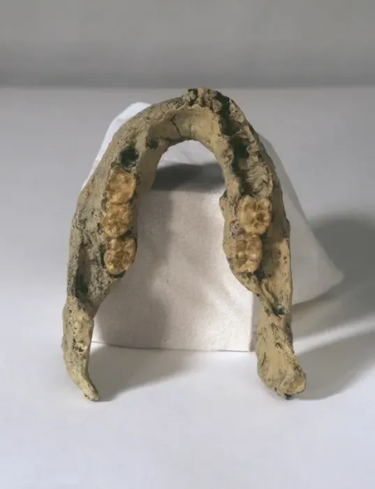 Framed Print : Homo erectus mandible (SK 15) Framed Print : Homo erectus mandible (SK 15)