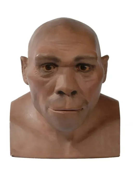 Framed Print : Homo erectus, Peking man Framed Print : Homo erectus, Peking man