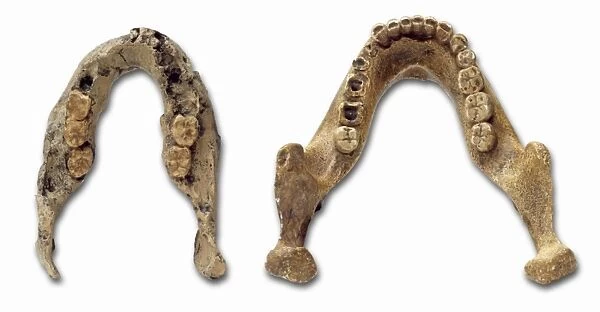 Homo heidelbergensis mandible casts (Mauer 1 and Swartkrans)