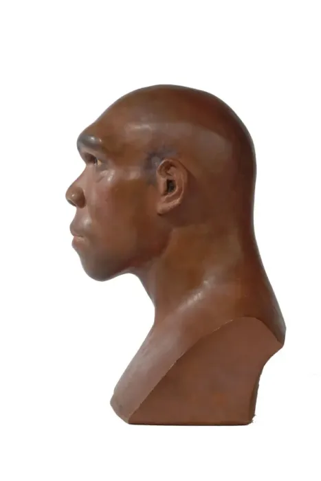 Framed Print : Homo heidelbergensis, Rhodesian or Broken Hill Man Framed Print : Homo heidelbergensis, Rhodesian or Broken Hill Man