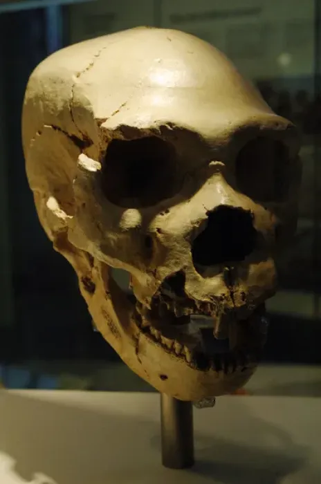 Framed Print : Homo heidelbergensis. Skull number 5. Atapuerca, Spain Framed Print : Homo heidelbergensis. Skull number 5. Atapuerca, Spain