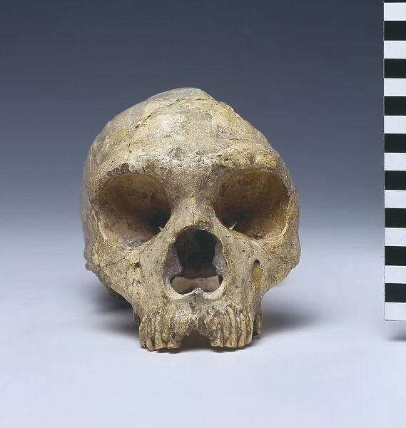 Homo neanderthalensis (calpicus) cranium (Gibraltar 1)