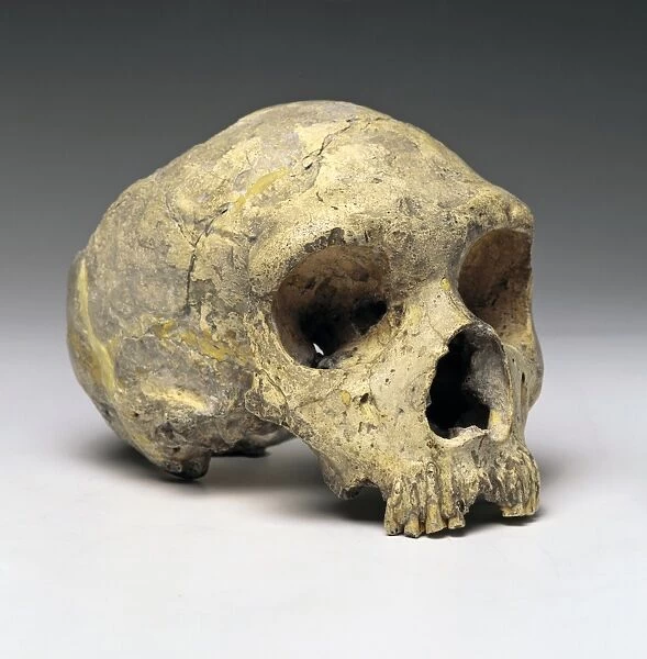Homo neanderthalensis (calpicus) cranium (Gibraltar 1)