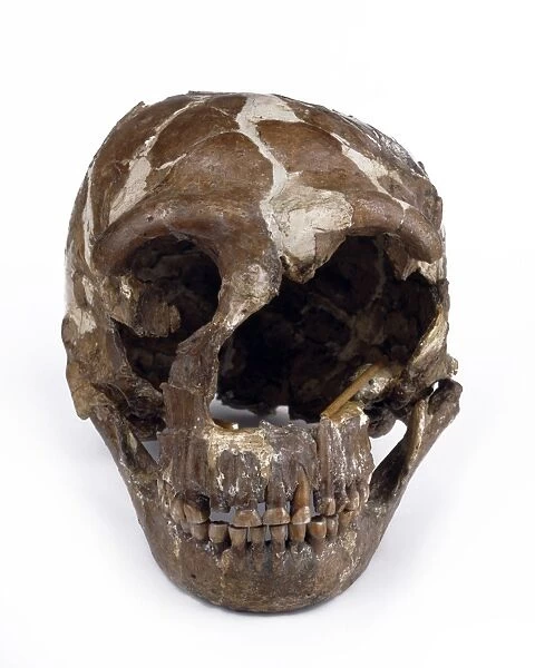 Homo neanderthalensis cranium (Tabun 1)