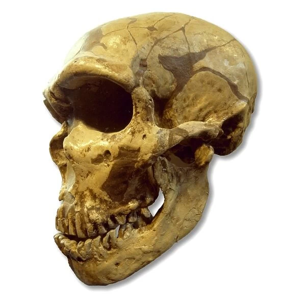 Homo neanderthalensis (Ferrassie 1) cranium cast