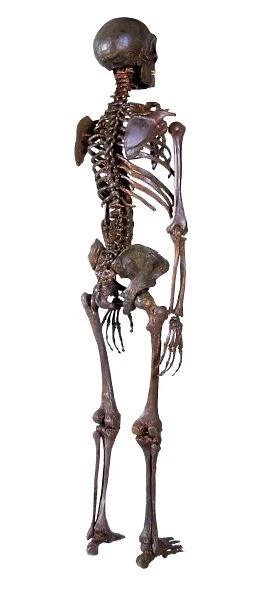 Homo neanderthalensis, Neandertal Man skeleton