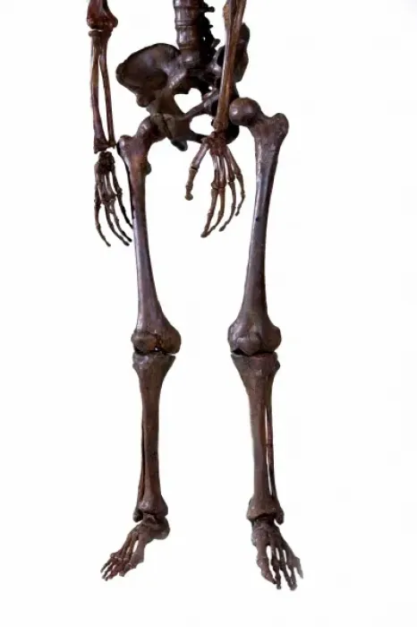 Framed Print : Homo neanderthalensis, Neanderthal Man skeleton Framed Print : Homo neanderthalensis, Neanderthal Man skeleton