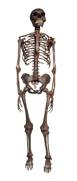 Homo neanderthalensis, Neanderthal Man skeleton model