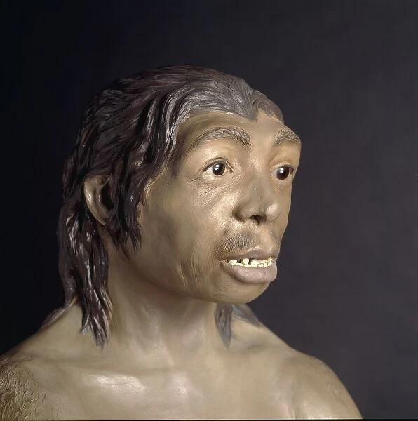 Homo neanderthalensis, Neanderthal Woman (Tabun C1)