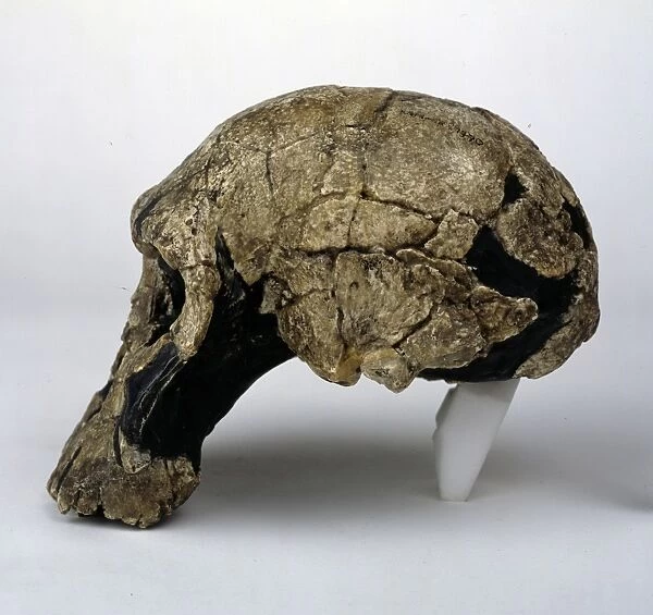 Homo rudolfensis cranium (KNM - ER 1470)