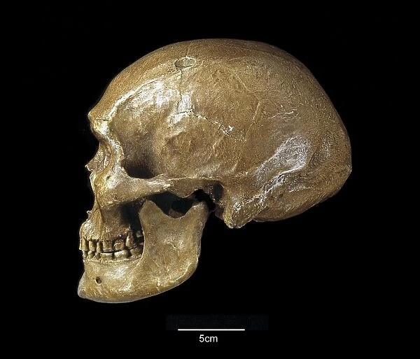 Homo sapiens (Ckn. UC. 101) cranium (Zhoukoudian)