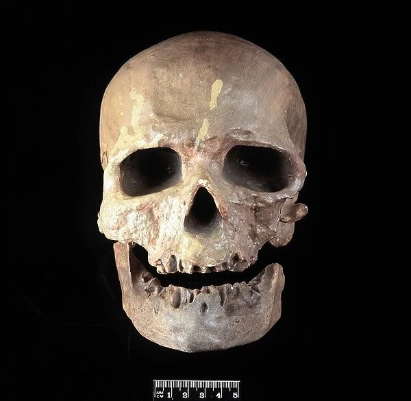 Homo sapiens cranium (Cro-Magnon 1)