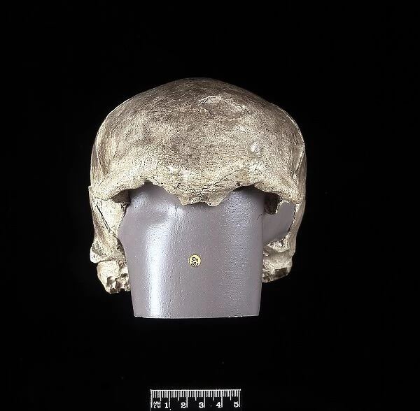 Homo sapiens cranium (Mladec 5)