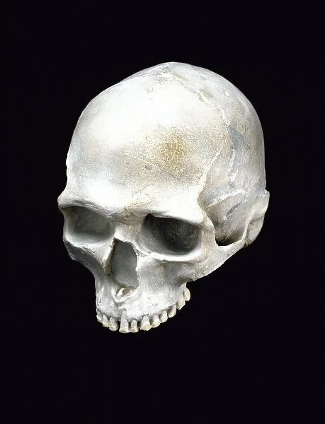 Homo sapiens cranium (Predmosti 3)