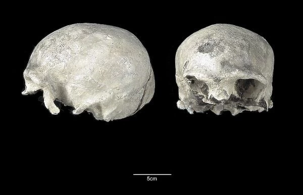 Homo sapiens cranium (Singa 1)