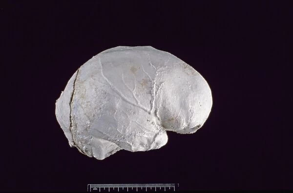 Homo sapiens (Singa 1) cranium endocast