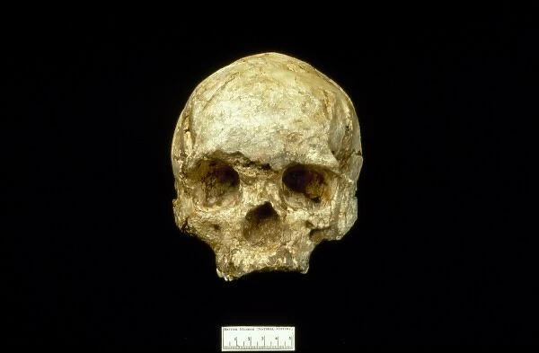 Homo sapiens (Wadjak 1) cranium