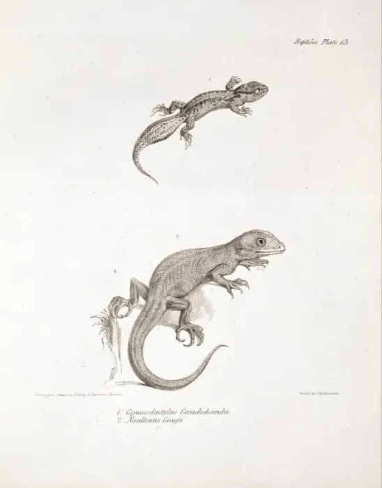 Framed Print : Homonota darwini and Naultinuselegans, two species of lizar Framed Print : Homonota darwini and Naultinuselegans, two species of lizar