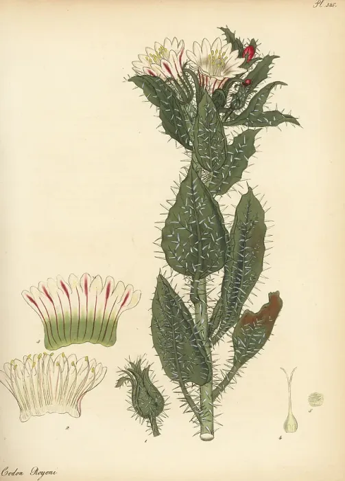 Framed Print : Honey bush or white nectarcup, Codon royenii Framed Print : Honey bush or white nectarcup, Codon royenii