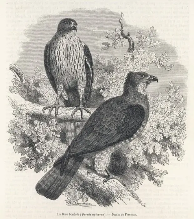 Framed Print : Honey Buzzard 1862 Framed Print : Honey Buzzard 1862