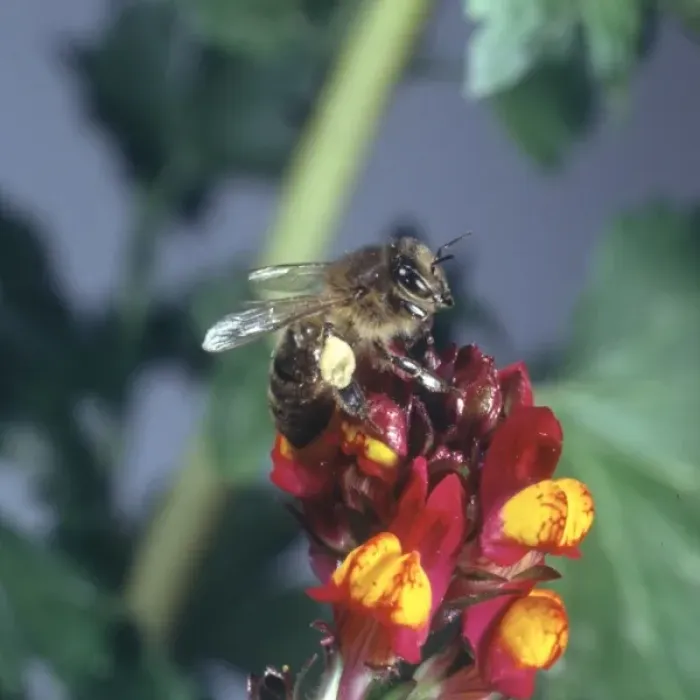 Framed Print : Honeybee visiting a flower Framed Print : Honeybee visiting a flower
