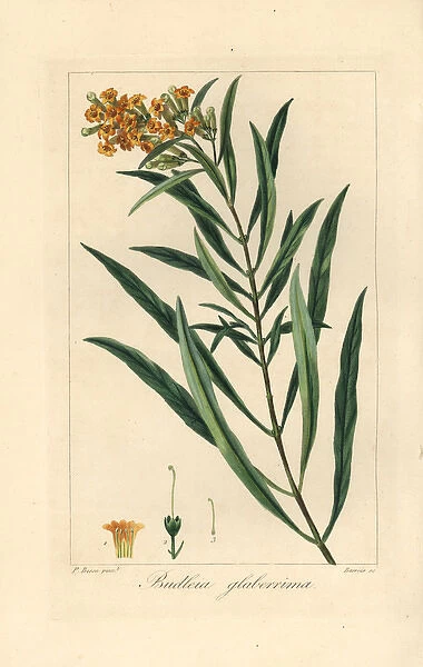 Honeybell, Freylinia lanceolata, native to South Africa