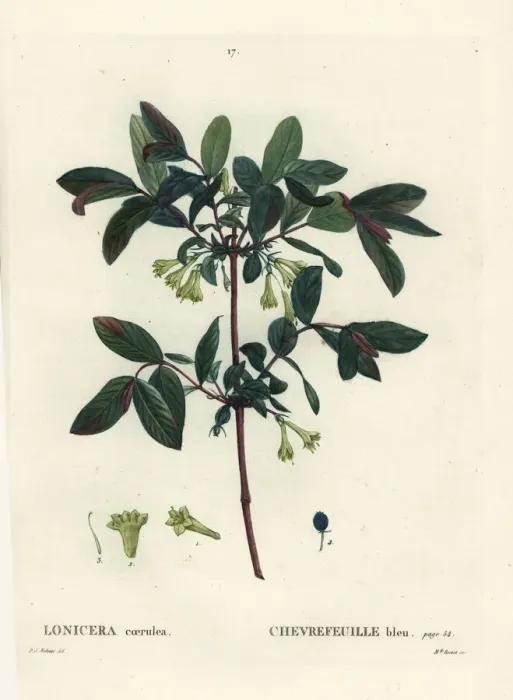 Framed Print : Honeyberry, Lonicera caerulea Framed Print : Honeyberry, Lonicera caerulea