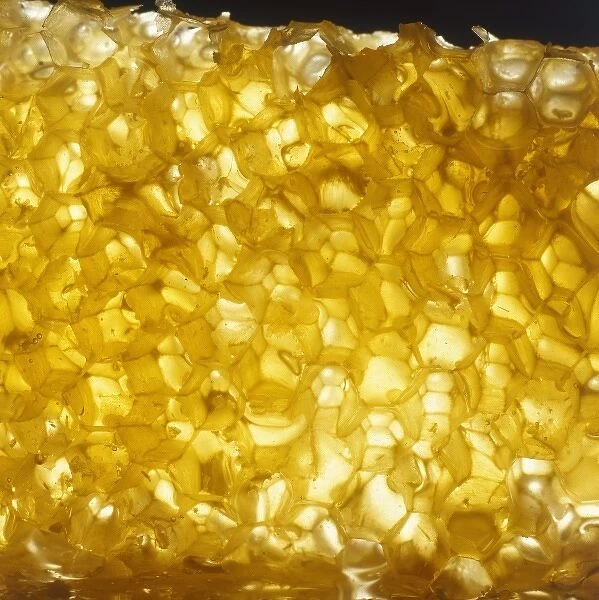 HONEYCOMB. A close-up photograph of honeycomb. Date: 1979