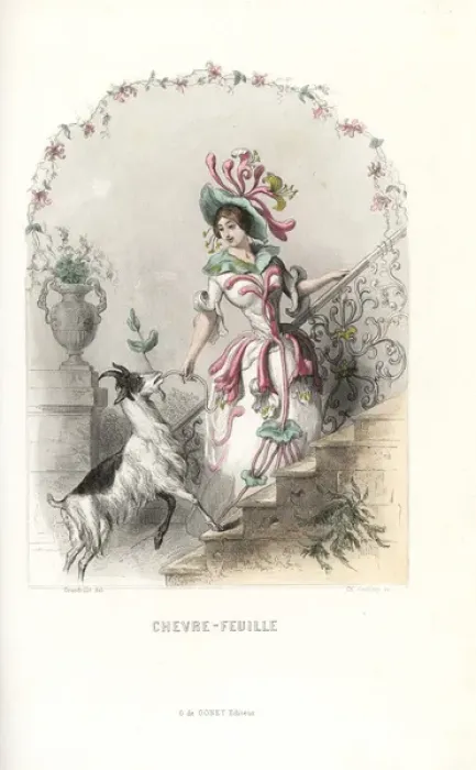 Framed Print : Honeysuckle flower fairy, Lonicera caprifolium Framed Print : Honeysuckle flower fairy, Lonicera caprifolium