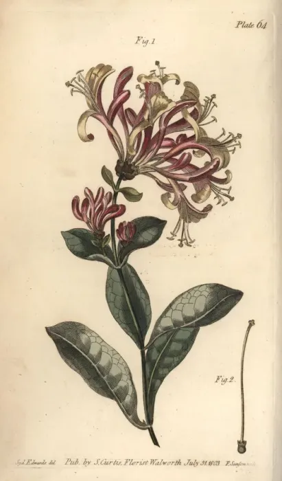Framed Print : Honeysuckle, Lonicera caprifolium Framed Print : Honeysuckle, Lonicera caprifolium