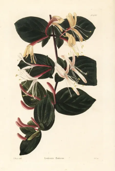 Framed Print : Honeysuckle variety, Lonicera flexuosa Framed Print : Honeysuckle variety, Lonicera flexuosa