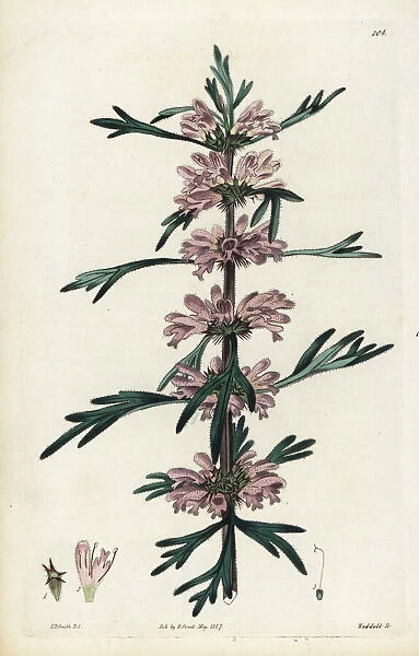 Honeyweed or Siberian motherwort, Leonurus sibiricus