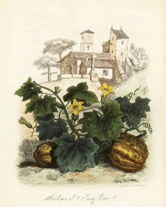 Framed Print : Honfleur melon, Cucumis melo Framed Print : Honfleur melon, Cucumis melo