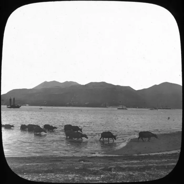 Framed Print : Hong Kong - Water Buffallo Framed Print : Hong Kong - Water Buffallo